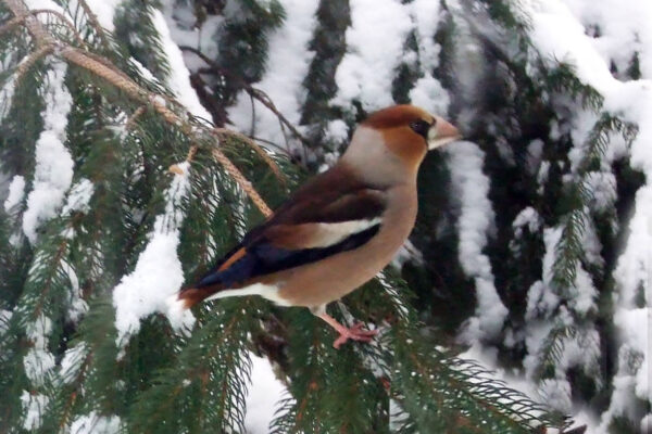 2010_0129Katka0018
