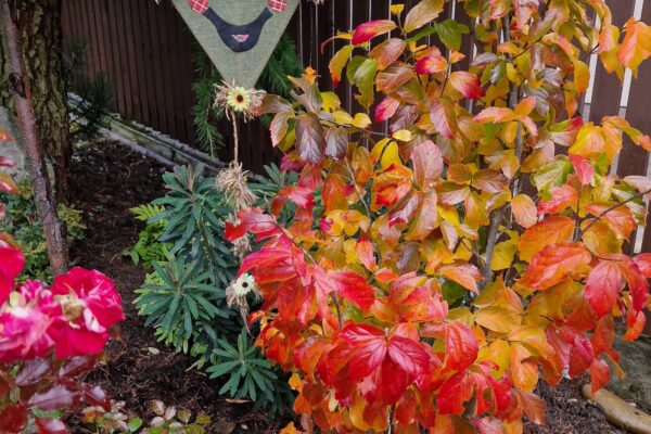 IMG-20251026-WA0016 – kópia